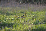 Man in het gras 330KB (new window).