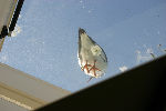 Scholekster 180KB (new window).
