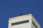 Uitkijktoren 120KB (new window).